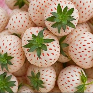 Клубника Пайнберри