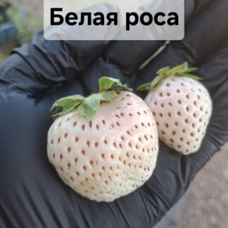 Клубника китайская  建德白露 / Цзяньдэ Байлу / Белая Роса (№67)