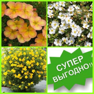 КОМПЛЕКТ Яркое настроение из 3 -х саженцев
